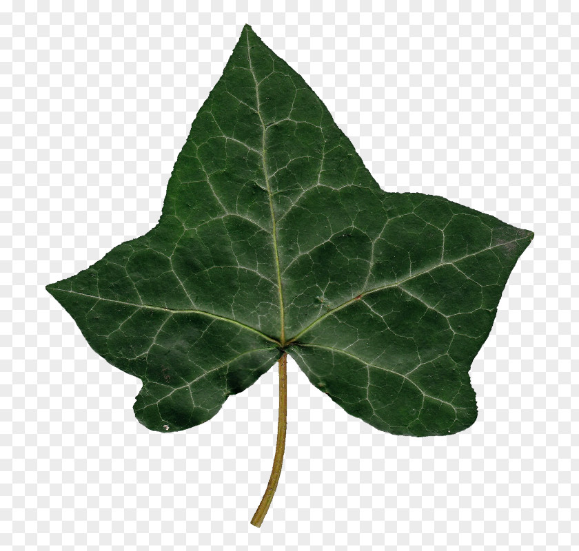 Ivy Leaf Image JPEG Wiki Desktop Wallpaper PNG