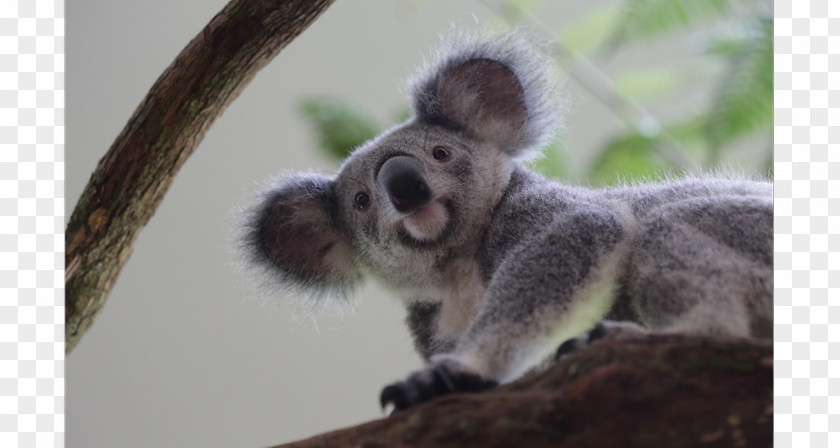 Koala Singapore Zoo Maxi-Cosi Tobi Animal Baby & Toddler Car Seats PNG