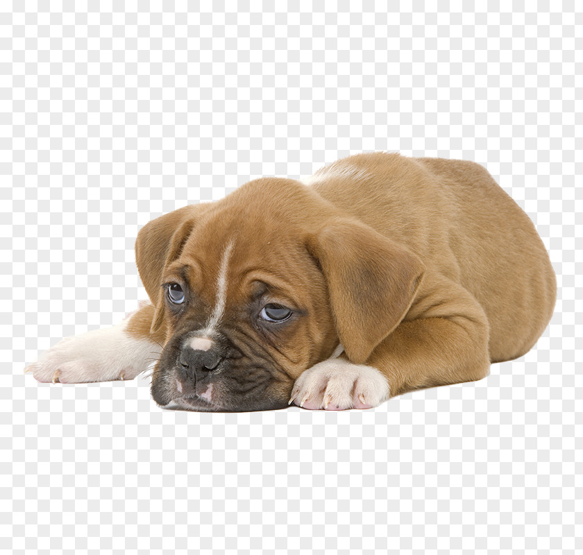 Lying Puppy Boxer Cat Food Veterinarian Dog PNG