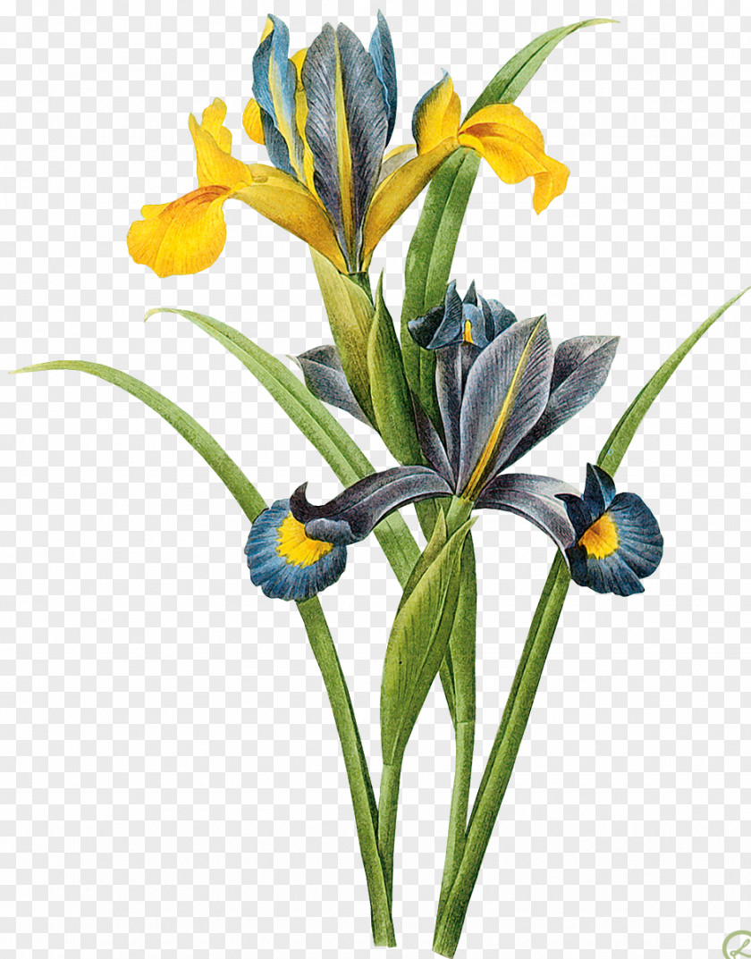 Painting Art Iris Xiphium Botany Canvas PNG
