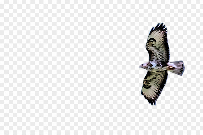 Redtailed Hawk Buzzard Bird Of Prey Beak Northern Harrier Kite PNG