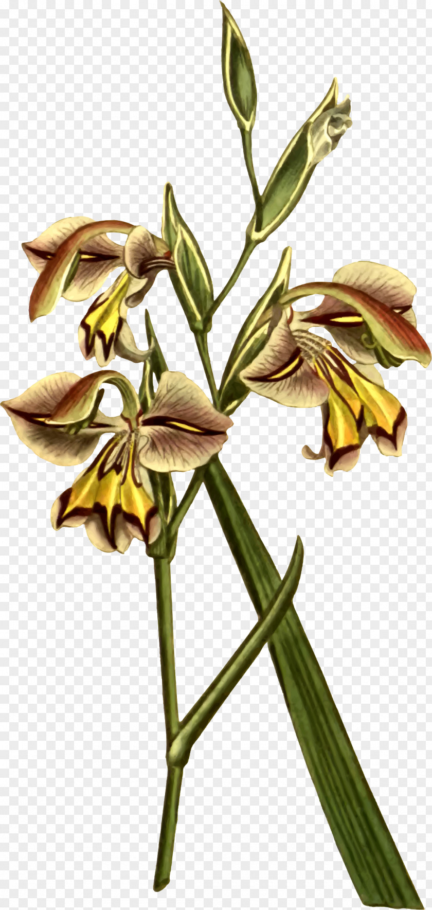 Corn Leaves Flowering Plant Stem PNG