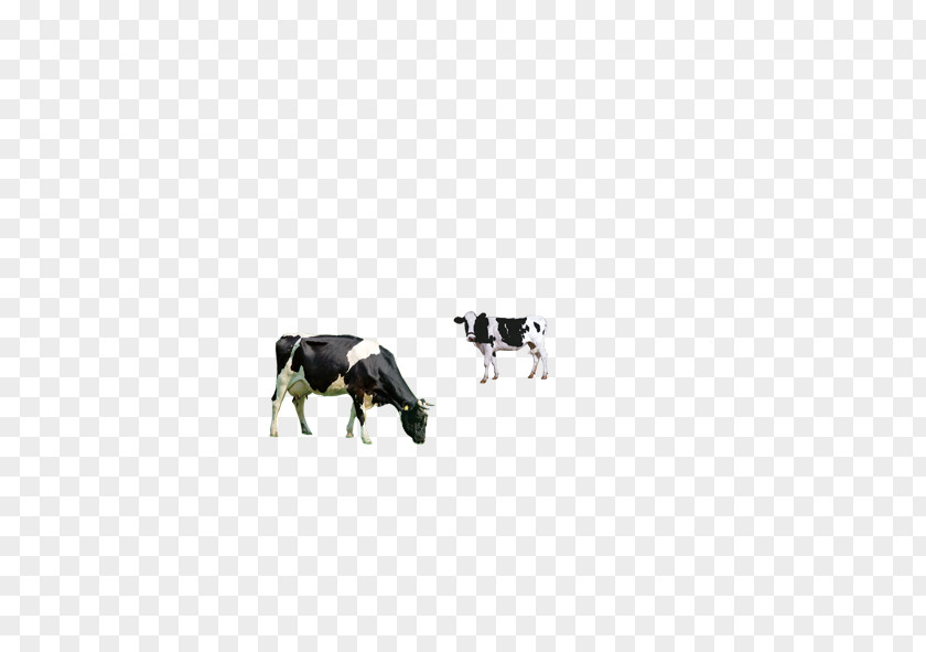 Dairy Cow Cattle Milk Breakfast PNG