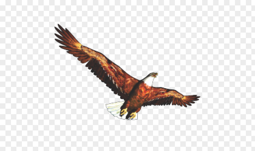 Eagle Bald Clip Art PNG