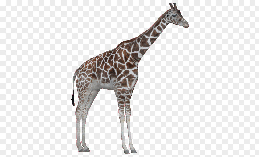 Giraffe Zoo Tycoon 2 Rothschild's Northern Masai Reticulated PNG