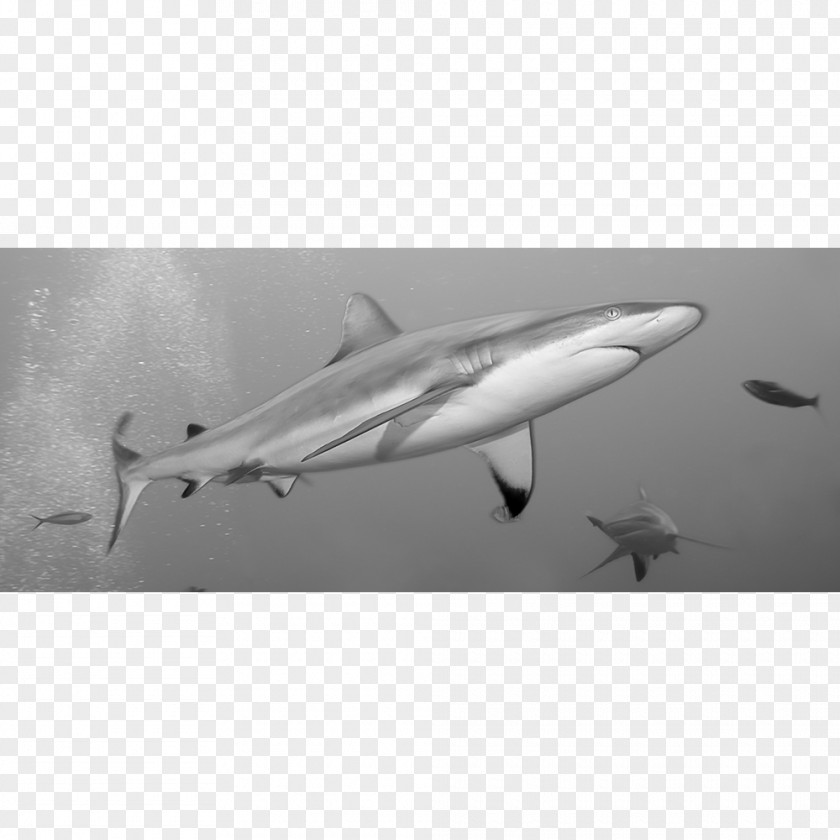Shoal Of Fish Shark Marine Mammal Chondrichthyes Animal Carcharhinus Amblyrhynchos PNG