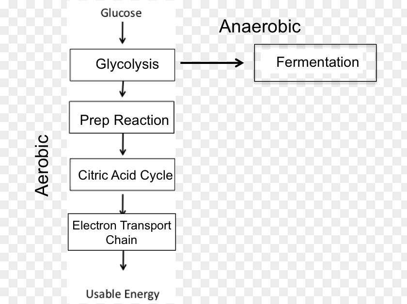Cellular Respiration Anaerobic Organism Electron Transport Chain PNG