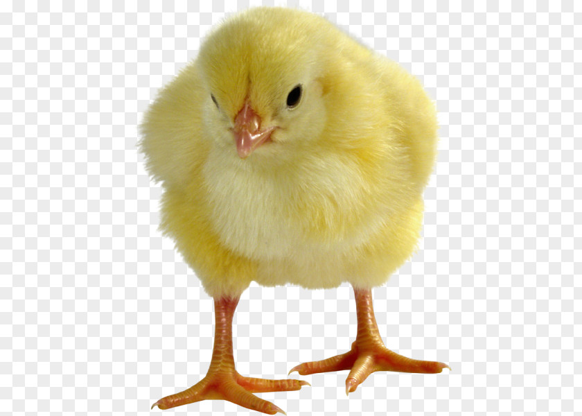 Chicken Broiler Kifaranga Egg Ukraine PNG