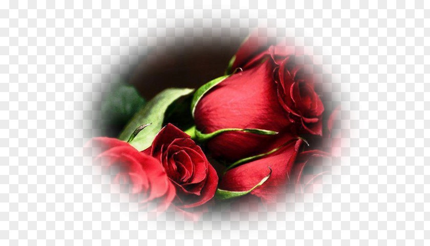 Flower Desktop Wallpaper Red Image Garden Roses PNG
