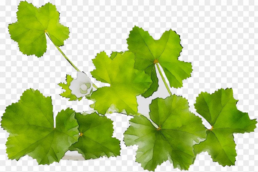 Grapevines Grape Leaves Leaf Parsley Annual Plant PNG