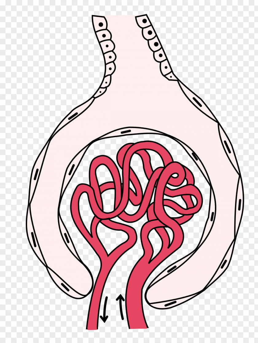 Kidney Glomerulus Capillary Bowman's Capsule Renal Corpuscle PNG