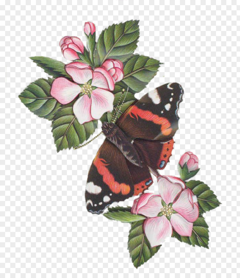 Butterfly Brush-footed Butterflies Rose Family Cut Flowers PNG