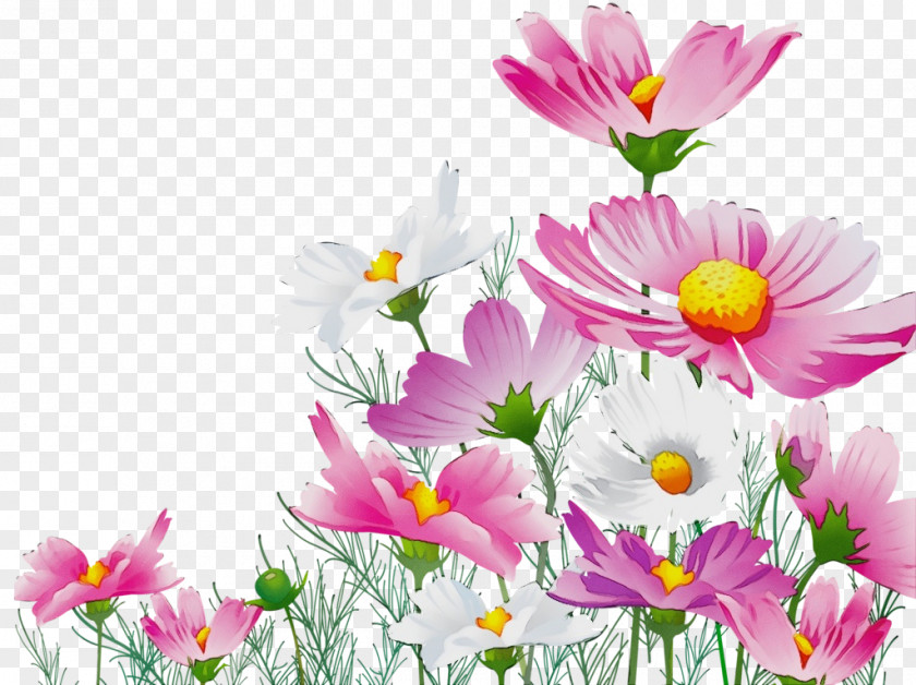 Daisy Spring Background Family Day PNG