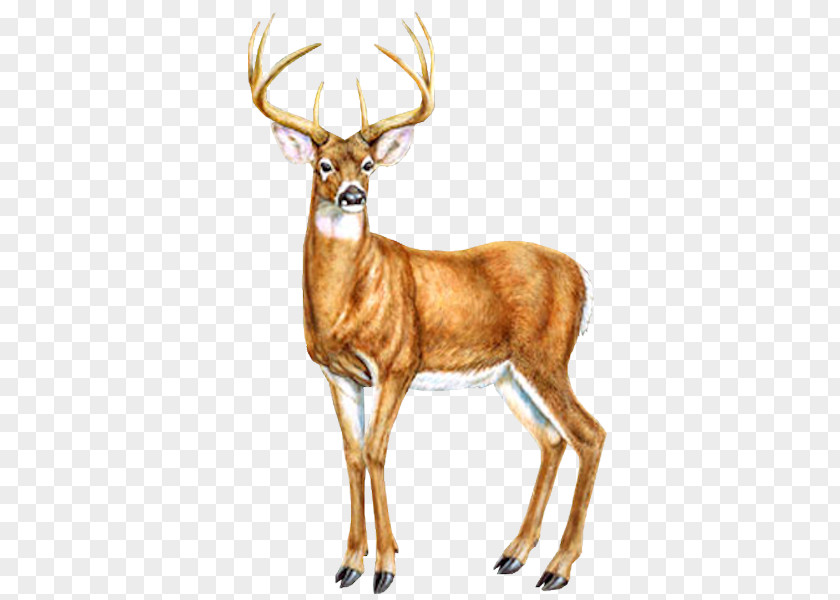 Deer Reindeer Moose Red Fox Drawing PNG