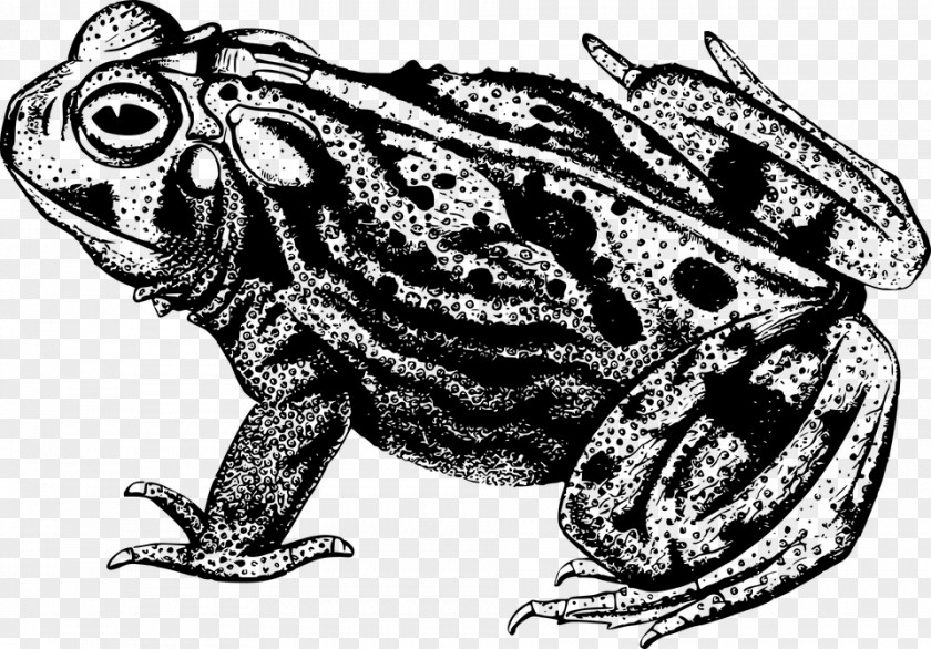 Frog Toad Drawing Clip Art PNG
