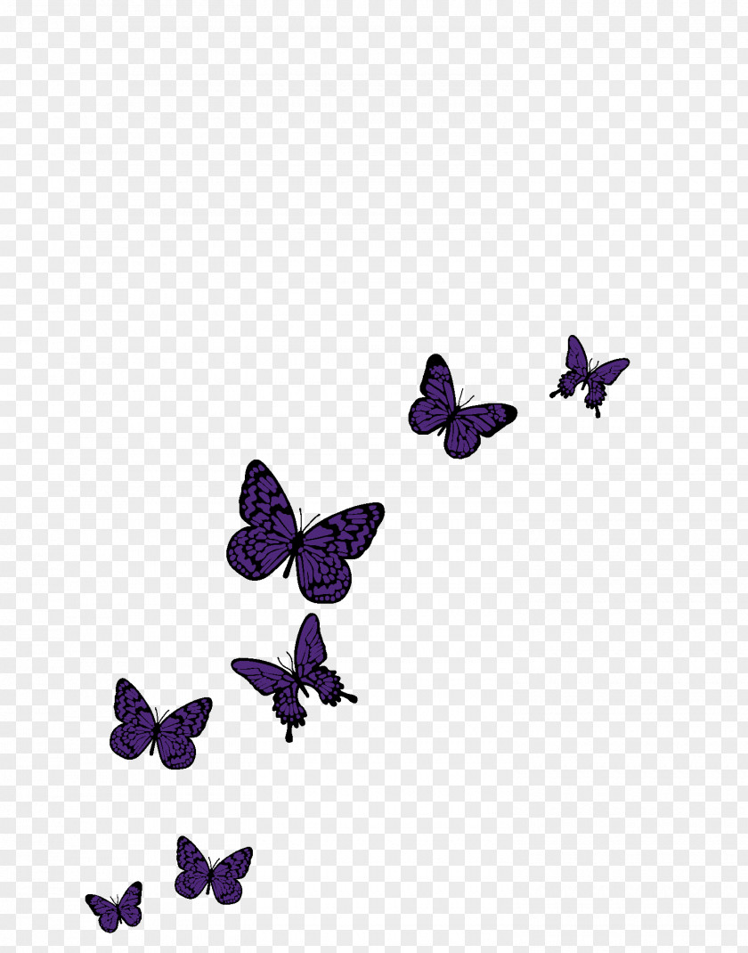 Image Butterfly Invitation Photography PNG