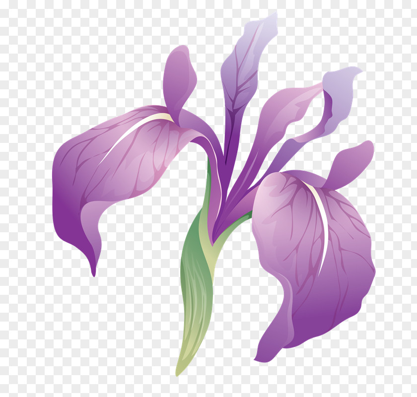 Iris Breeding Irises PhotoScape Adobe Photoshop GIMP Flower PNG