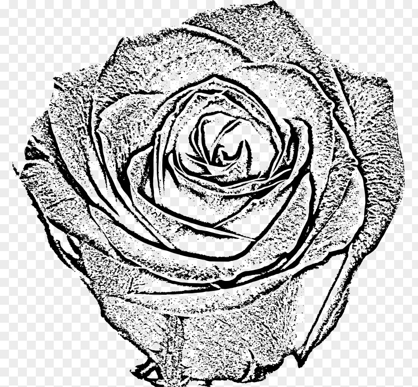Rose Garden Roses Black And White Drawing Sketch PNG