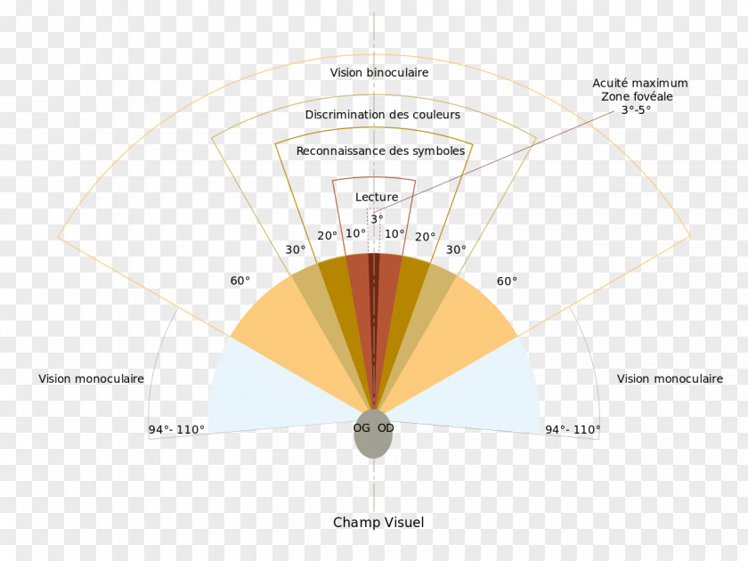 Angle Visual Field Of View Perception Binocular Vision Eye PNG