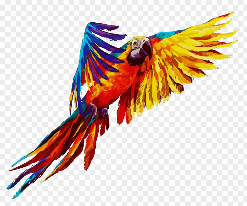 Bird Macaw Wing Parrot Beak PNG