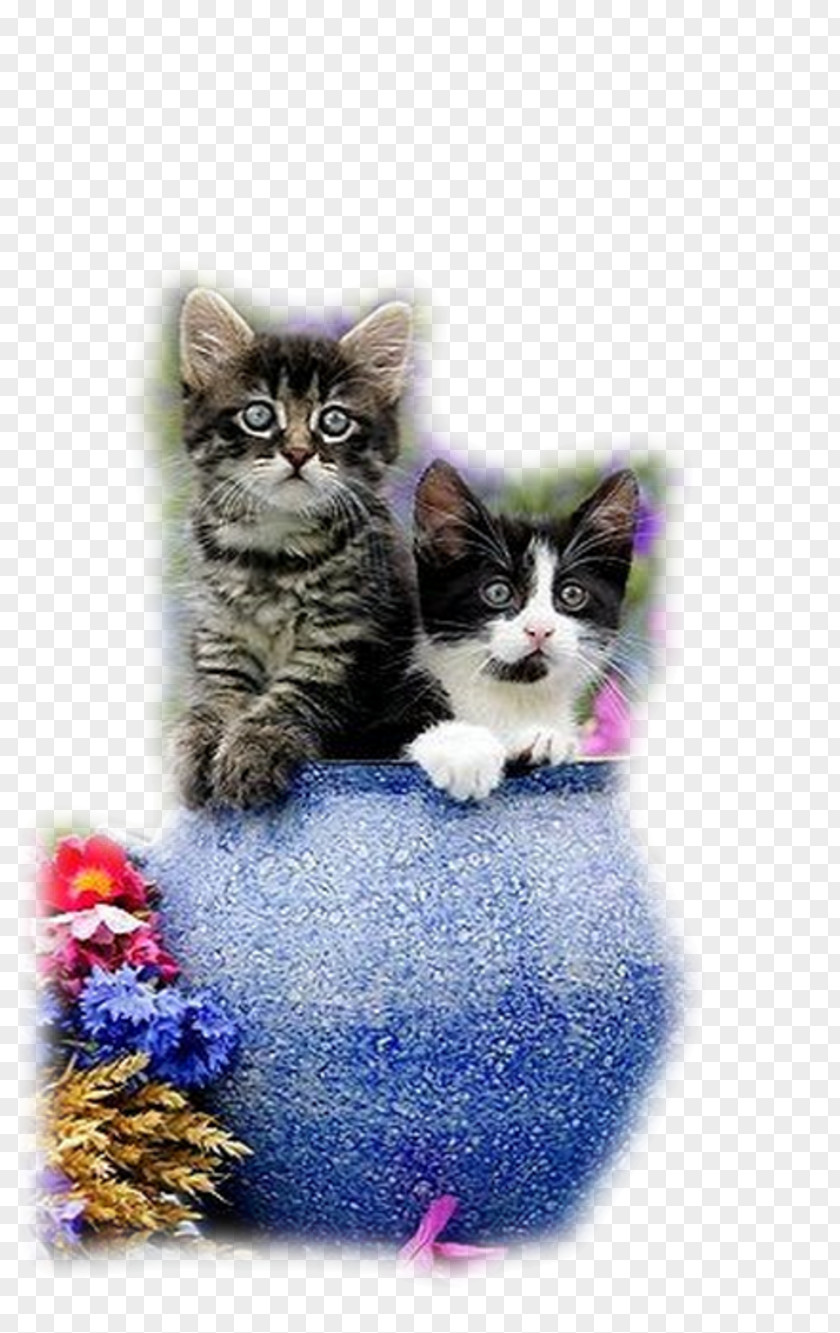 Kitten Persian Cat Maine Coon Ragdoll Siamese PNG