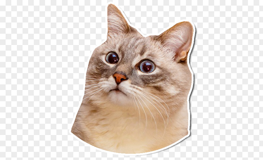 Kitten Ragamuffin Cat Lolcat Animal PNG