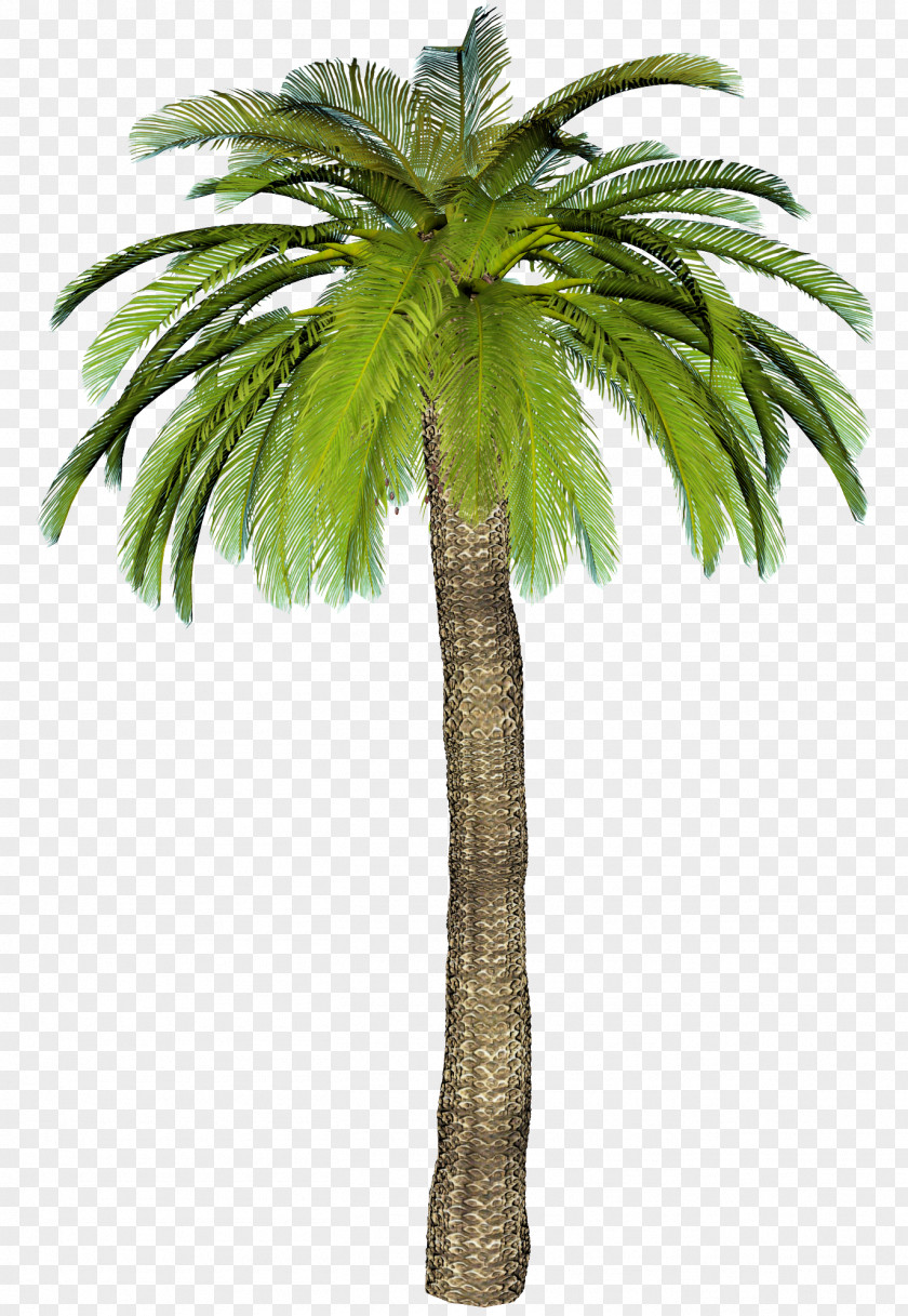 Palms Landscape Nature Kulhari PNG