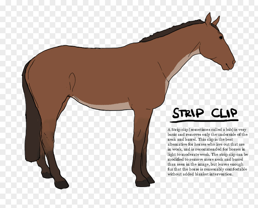 Stripped Mustang Pony Stallion Foal Colt PNG