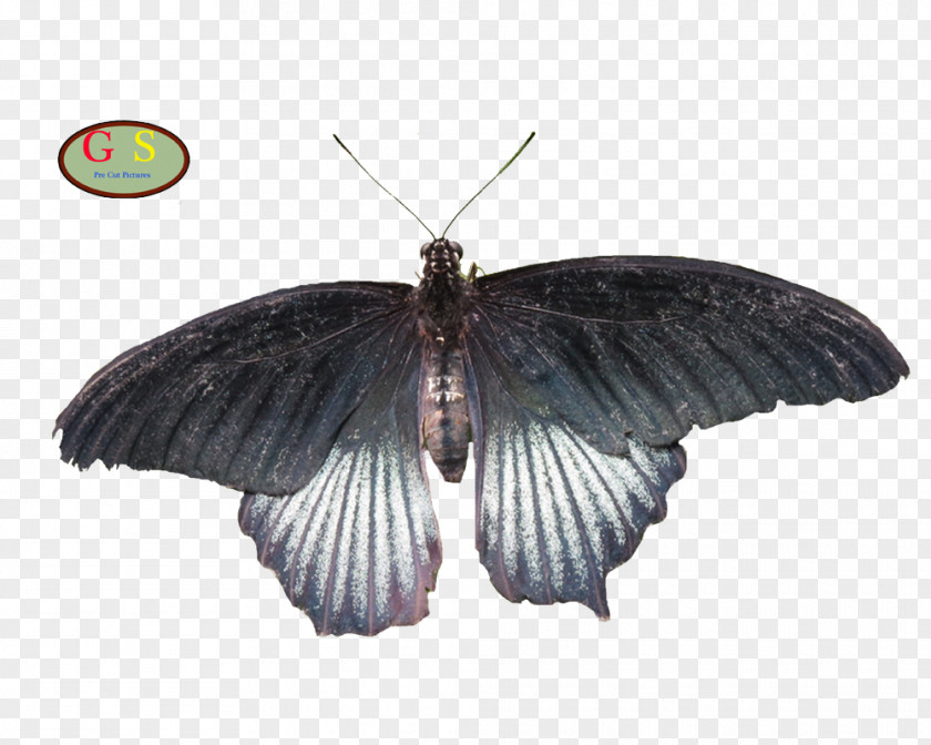 Vlinder Brush-footed Butterflies Silkworm And Moths PNG