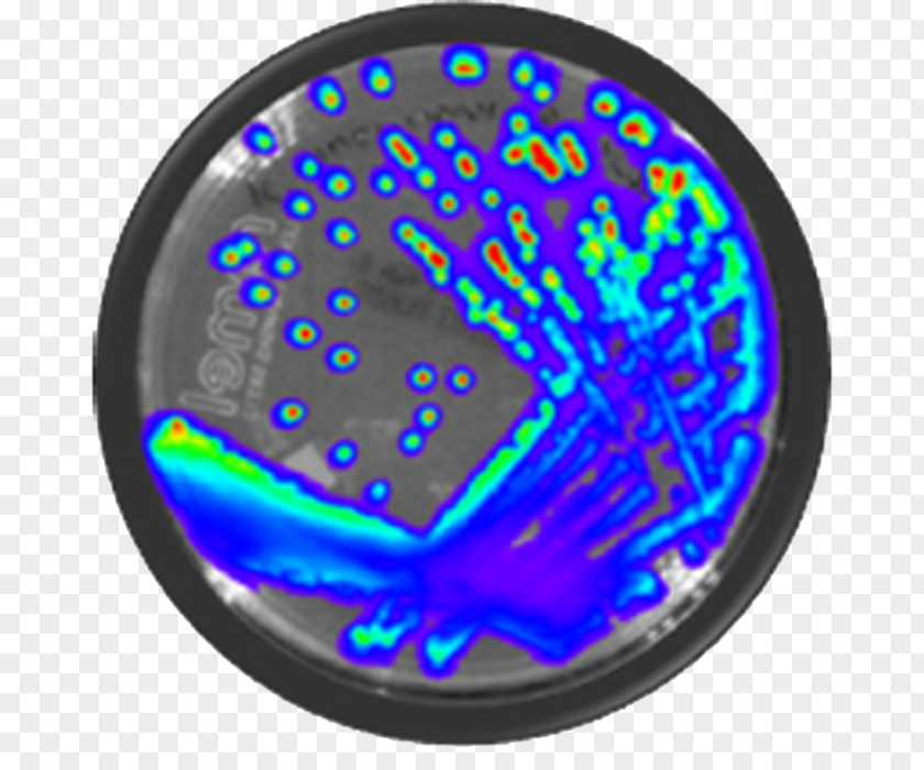 Detail Map Of Bacteria And Viruses Pseudomonas Aeruginosa Exotoxin Bioluminescence PNG