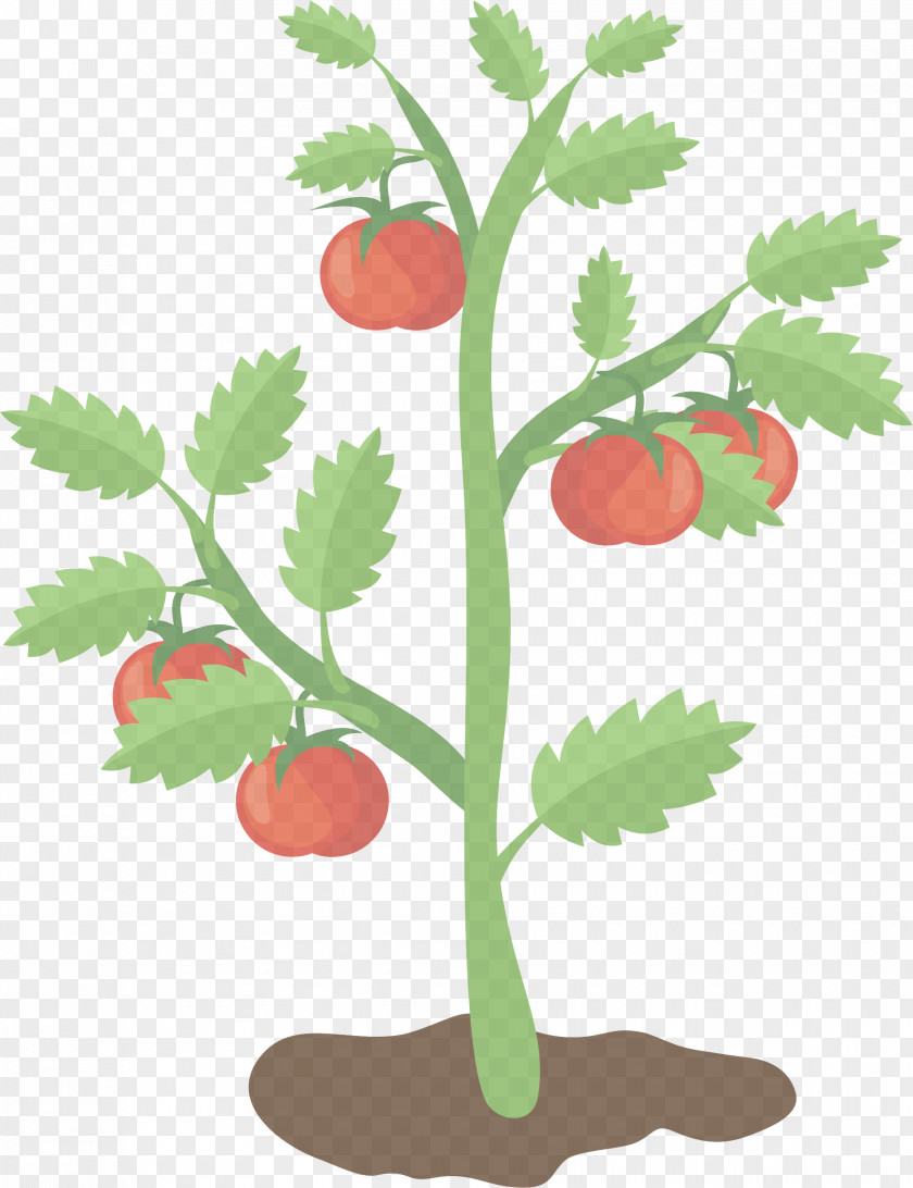 Fruit Tomato PNG