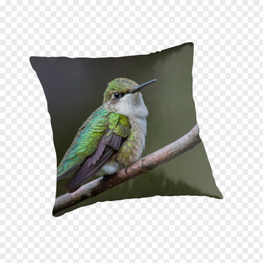 Hummingbird Throw Pillows Cushion Clip Art PNG
