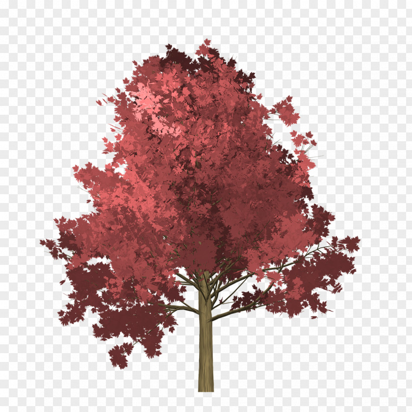 Leaf Tree Stock Photography PNG