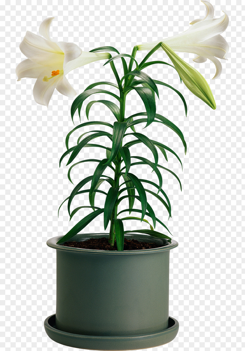 Lily Flowerpot Houseplant Cut Flowers PNG