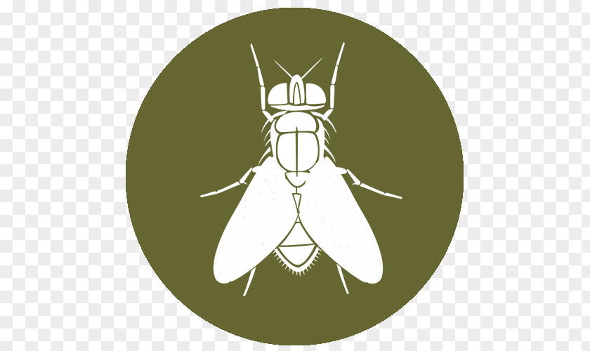 Mosquito Insect Butterfly Pollinator Character PNG
