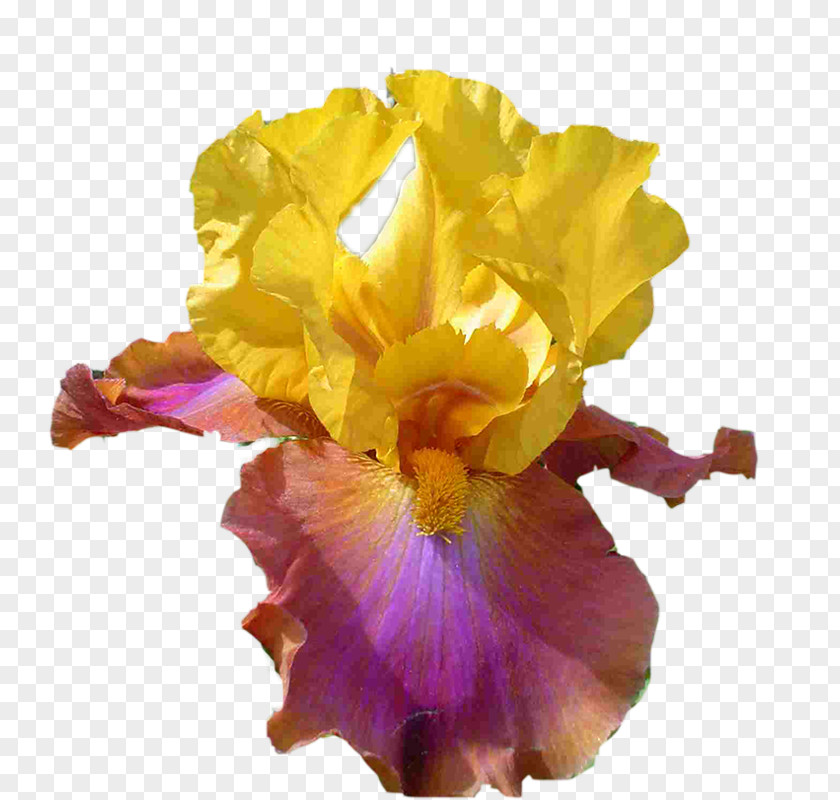 Okra Iris Cut Flowers PNG