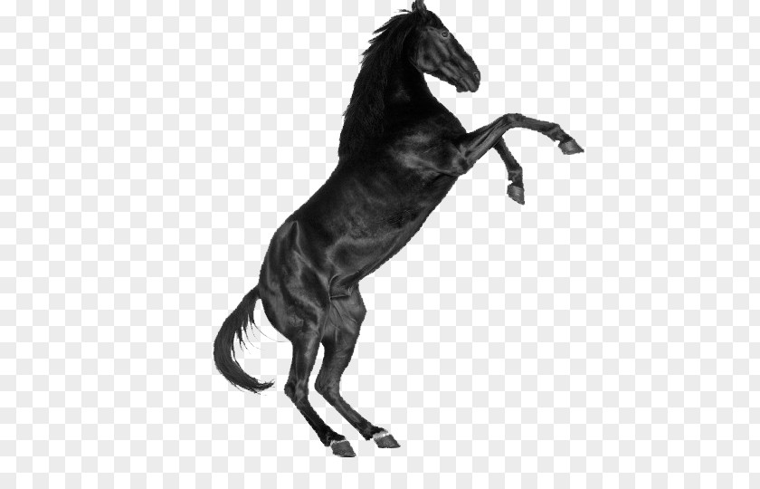 Stood Dark Horse Unicorn PNG