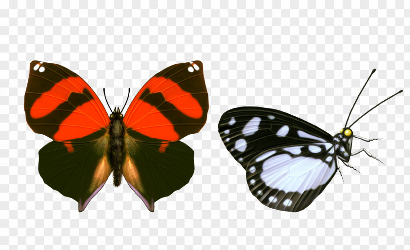 Butterfly Closeup PNG