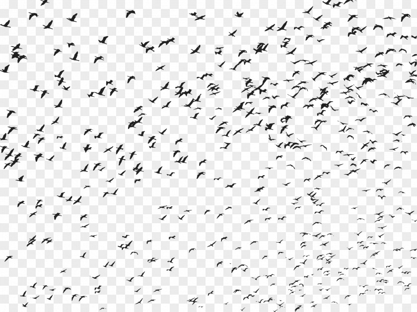 Flock Of Birds Bird Flight Clip Art PNG