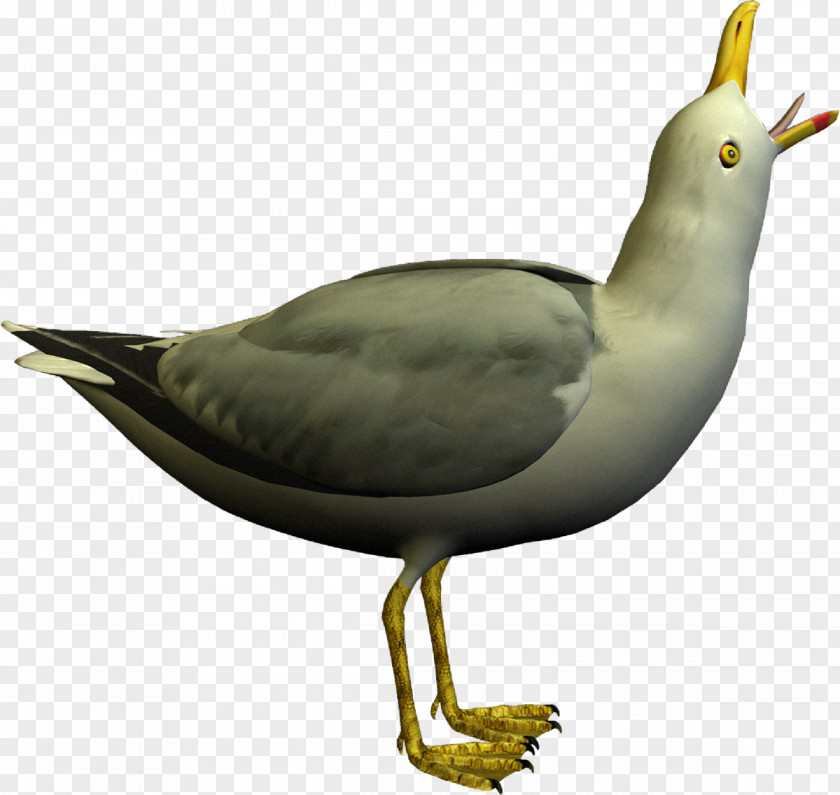 Goose European Herring Gull Gulls Wader Bird PNG