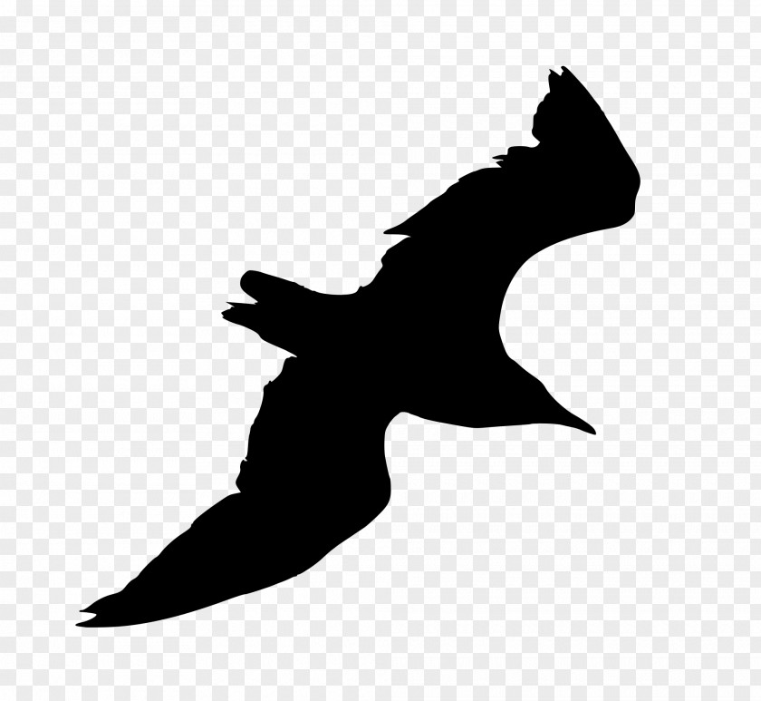 Gull Ivory Gulls Silhouette PNG