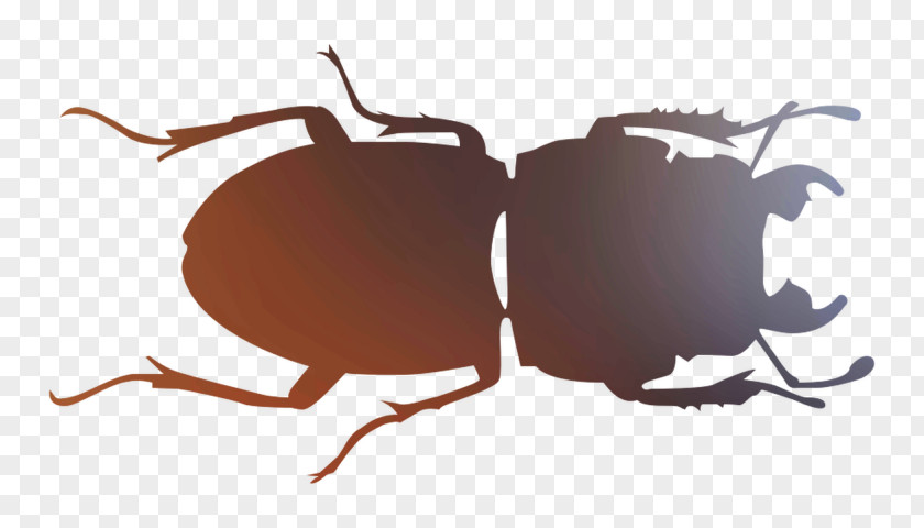 Insect Font Pest Membrane PNG