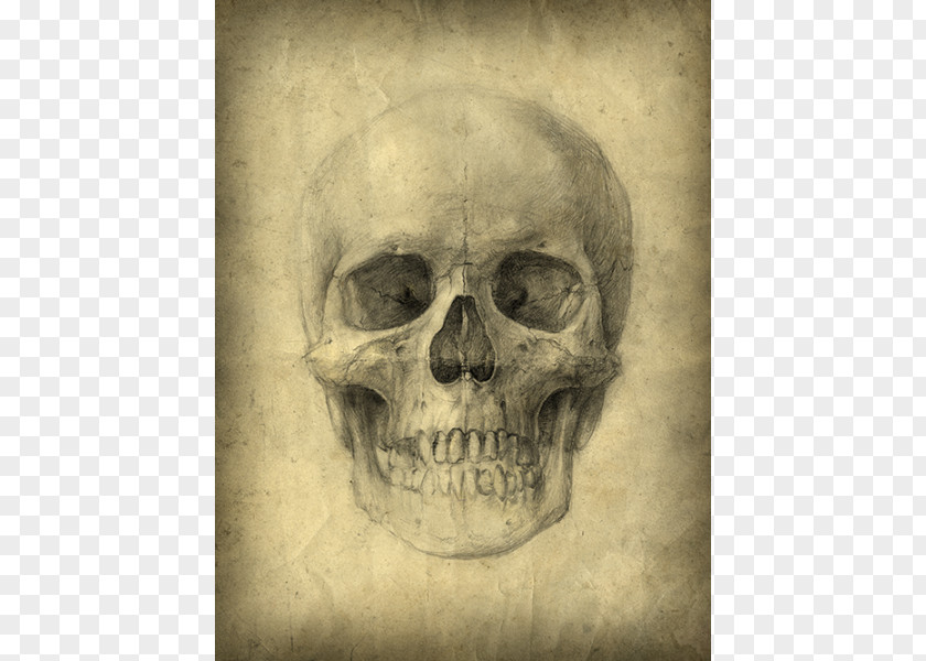 Skull Human Drawing Anatomy Skeleton PNG