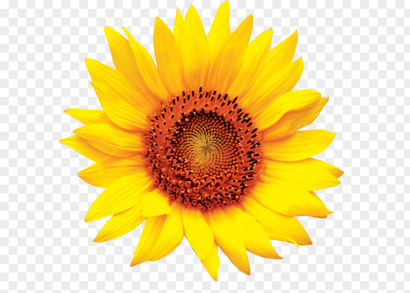 Sunflower Common Clip Art PNG