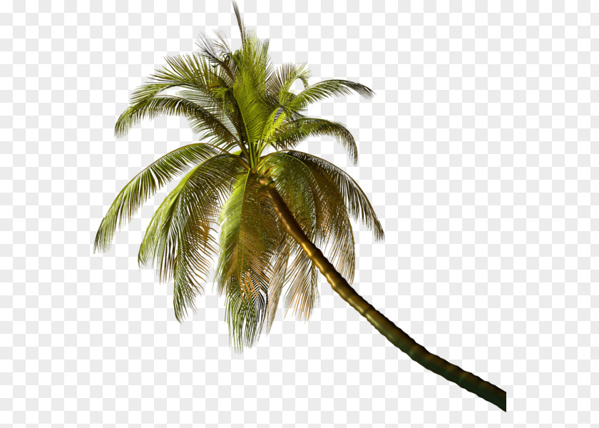 Tree Arecaceae Plant Coconut Leaf PNG