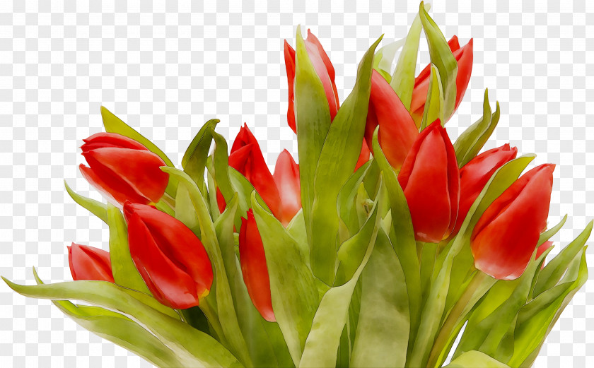Tulip Cut Flowers Floristry Flower Bouquet PNG