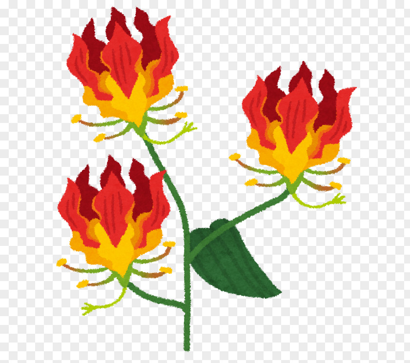 Tulip Ise Flower Petal Fire Lilies PNG