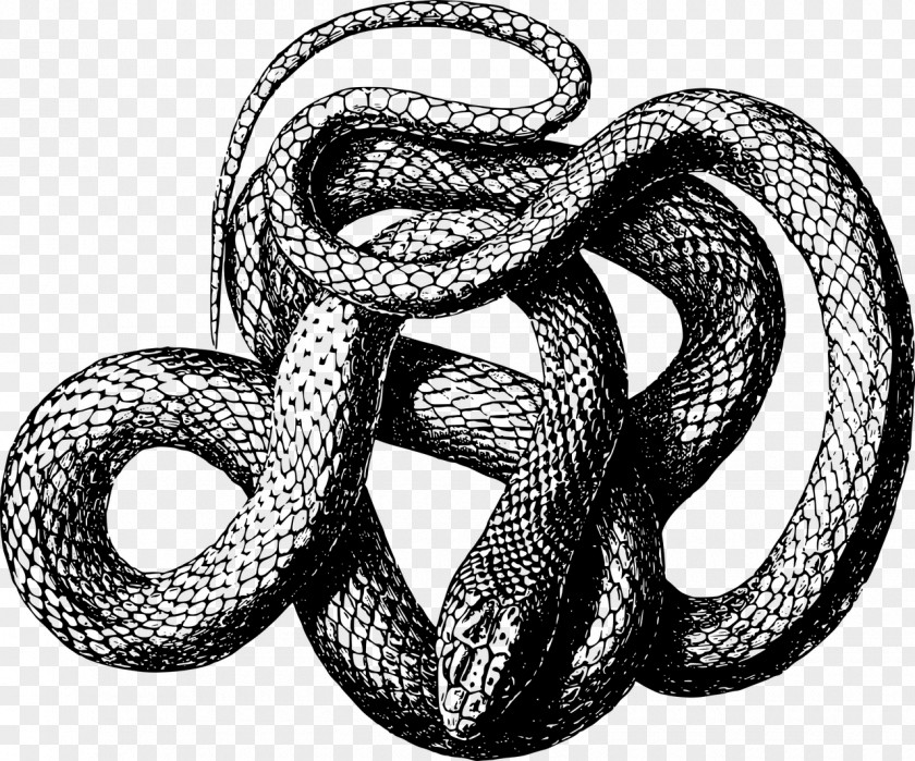 Elapidae Python Snake Cartoon PNG