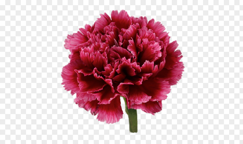 Flower Carnation Pink Flowers Transvaal Daisy Bouquet PNG