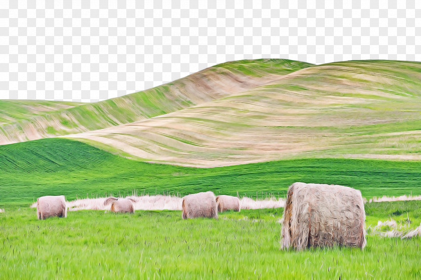 Grassland Grass Pasture Natural Landscape Field PNG